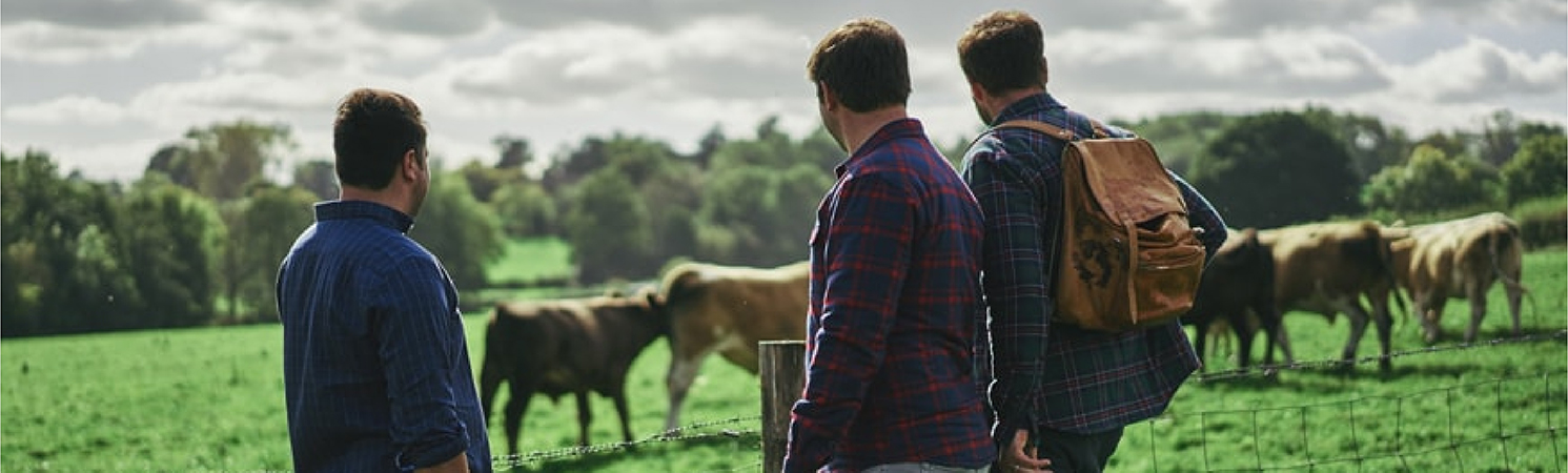 Gladwin Brothers in a bright field with cows